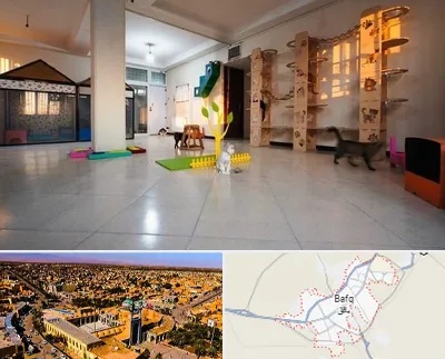 پانسیون گربه در بافق
