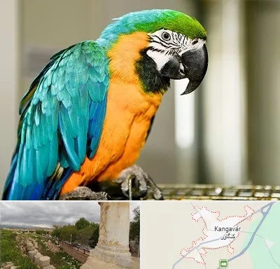 داروخانه شبانه روزی پرندگان در کنگاور