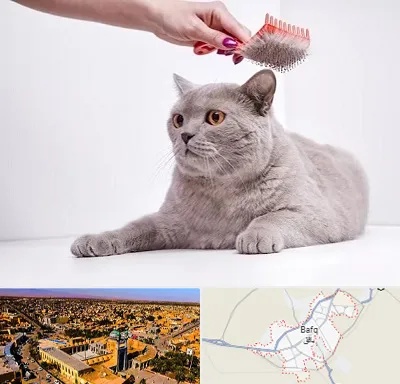آرایشگاه گربه در بافق