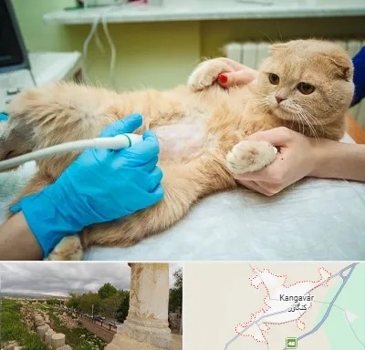 سونوگرافی گربه در کنگاور