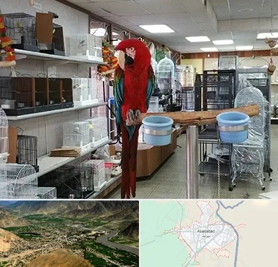 پرنده فروشی در اسدآباد