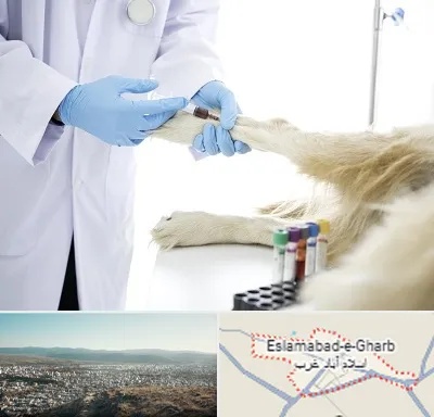 آزمایشگاه حیوانات در اسلام آباد غرب
