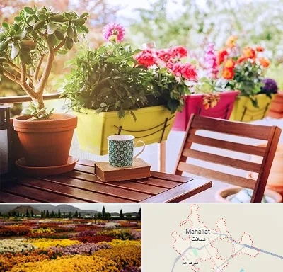 گیاه آپارتمانی در محلات