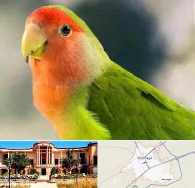 فروش طوطی در خمین