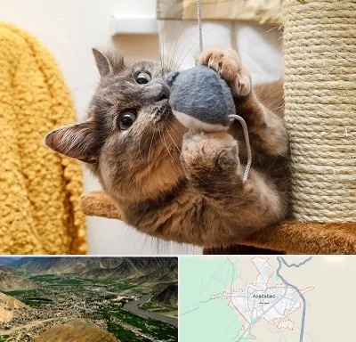 خرید اسباب بازی گربه در اسدآباد
