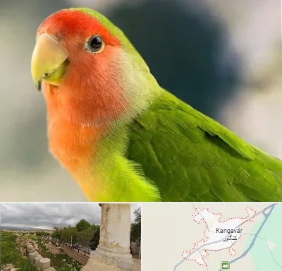 فروش طوطی در کنگاور