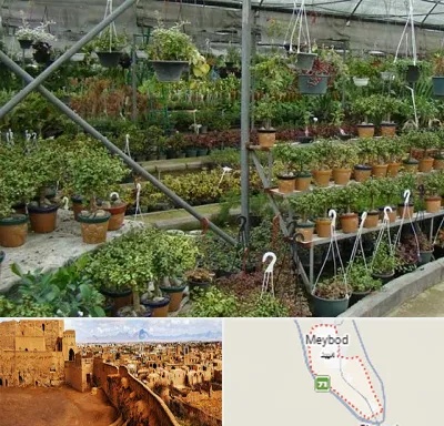 بازار گل و گیاه در میبد