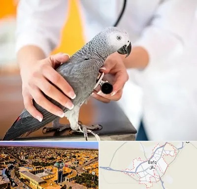 دامپزشکی پرندگان در بافق