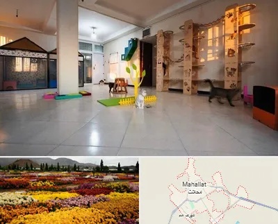 پانسیون گربه در محلات