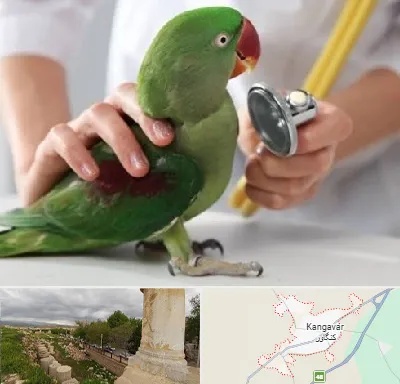 درمانگاه شبانه روزی پرندگان در کنگاور