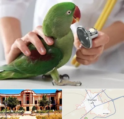 درمانگاه شبانه روزی پرندگان در خمین