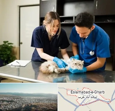 دامپزشکی سیار در اسلام آباد غرب