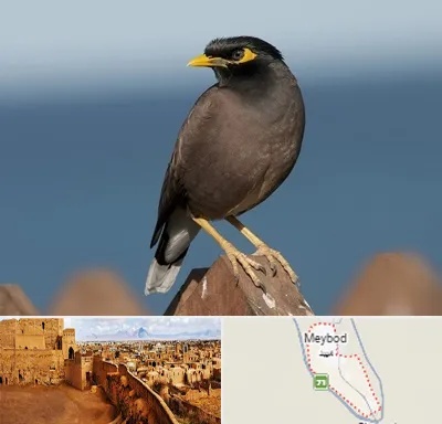 فروش مرغ مینا در میبد