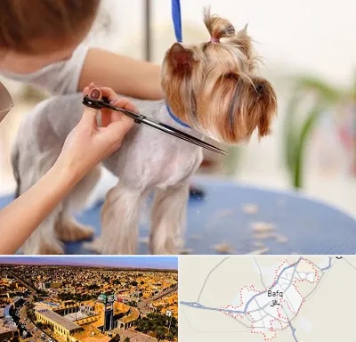آرایشگاه سگ در بافق