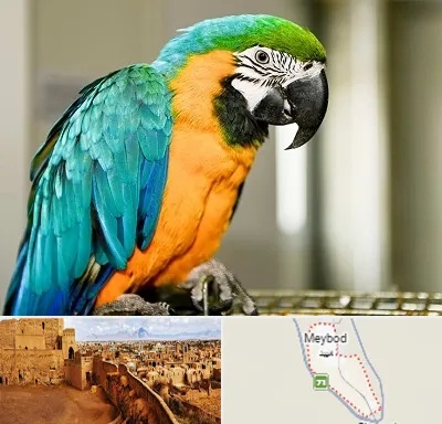 داروخانه شبانه روزی پرندگان در میبد