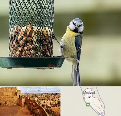فروشگاه غذای پرندگان در میبد