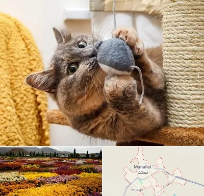 خرید اسباب بازی گربه در محلات