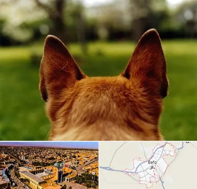 مرکز جراحی گوش سگ در بافق