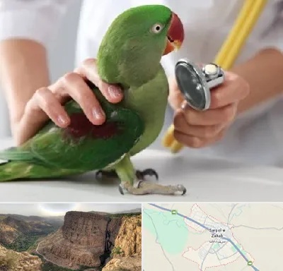 درمانگاه شبانه روزی پرندگان در سرپل ذهاب