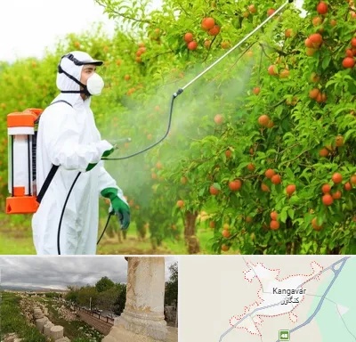 سمپاشی درختان در کنگاور