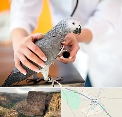 دامپزشکی پرندگان در سرپل ذهاب