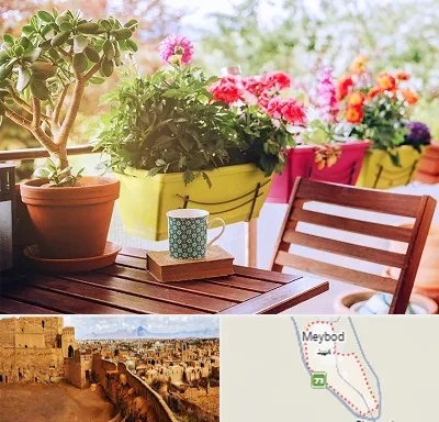 گیاه آپارتمانی در میبد