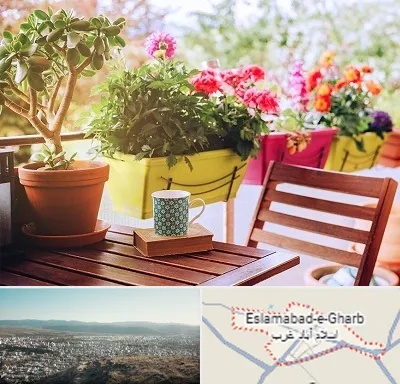 گیاه آپارتمانی در اسلام آباد غرب