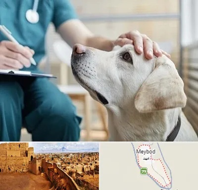 کلینیک دامپزشکی در میبد
