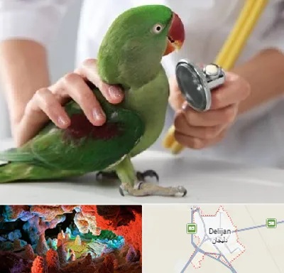 درمانگاه شبانه روزی پرندگان در دلیجان