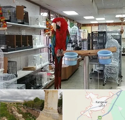 پرنده فروشی در کنگاور