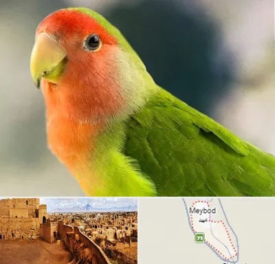 فروش طوطی در میبد