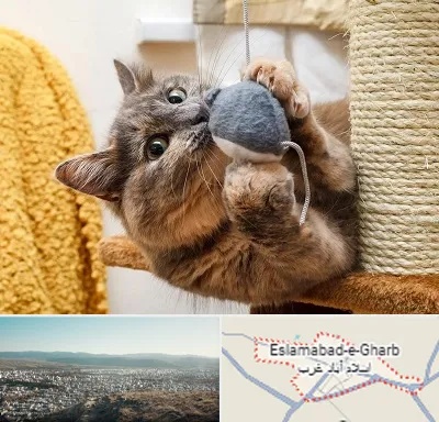 خرید اسباب بازی گربه در اسلام آباد غرب