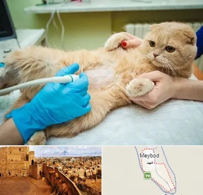 سونوگرافی گربه در میبد