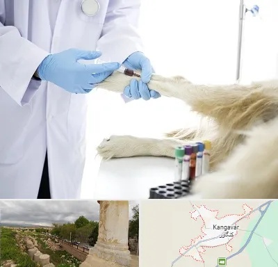 آزمایشگاه حیوانات در کنگاور