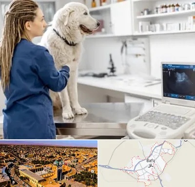 سونوگرافی سگ در بافق