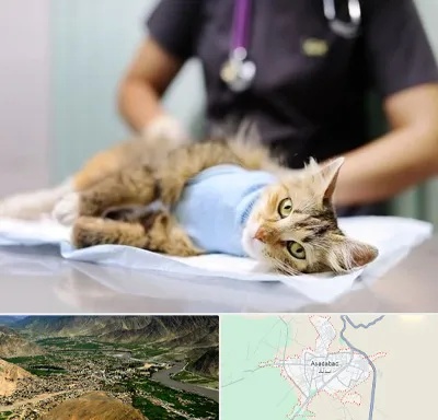 عقیم سازی گربه در اسدآباد