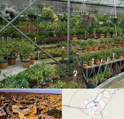 بازار گل و گیاه در بافق