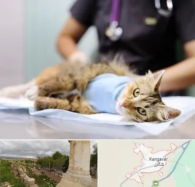 جراح حیوانات در کنگاور