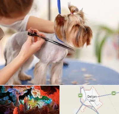 آرایشگاه سگ در دلیجان