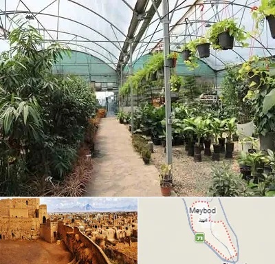 مرکز فروش گل و گیاه در میبد