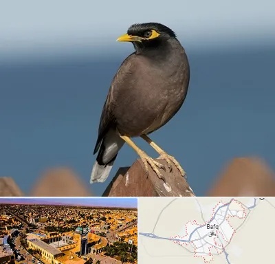 فروش مرغ مینا در بافق