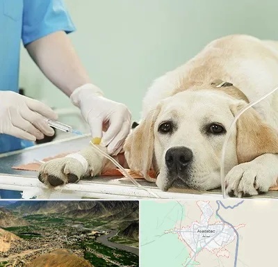 دامپزشک جراح در اسدآباد