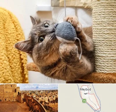 خرید اسباب بازی گربه در میبد
