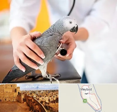 دامپزشکی پرندگان در میبد
