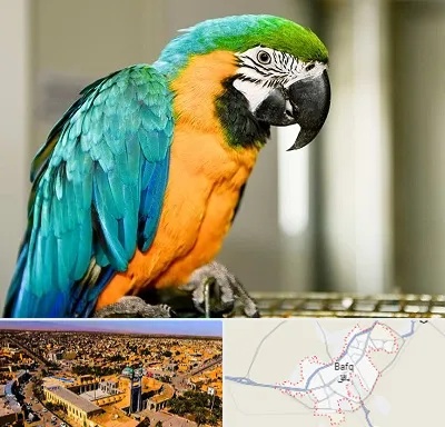 داروخانه شبانه روزی پرندگان در بافق