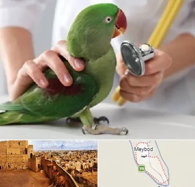 درمانگاه شبانه روزی پرندگان در میبد