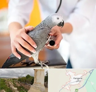 دامپزشکی پرندگان در کنگاور