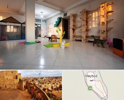 پانسیون گربه در میبد