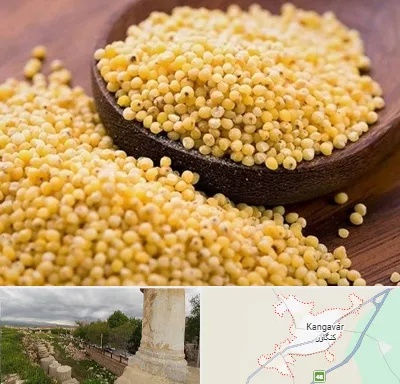 فروش ارزن در کنگاور
