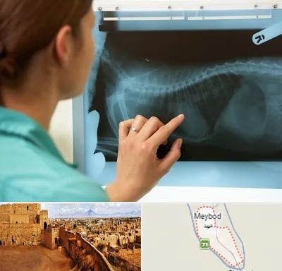 رادیولوژی پرندگان در میبد